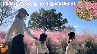 Muhly Grass amp RedFlowered Buckwheat At Expo Park [upl. by Rainah]