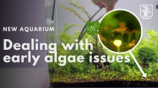 New Aquarium  How to deal with early algae issues [upl. by Aicatsue]