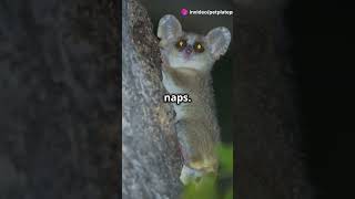 Top 5 Animals That Hibernate facts animals wildlife [upl. by Severn]