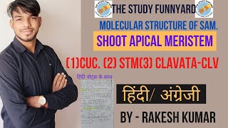 Molecular analysis of SAM । molecular organization of SAM । CUC STM  CLAVATA CLV bsc msc [upl. by Retseh]