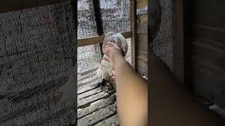 Norwich cropper pigeon song baby birds dove pigeon merpatihias ayam merpati viralvideo [upl. by Ajroj]