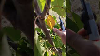 How to Prune Cherry Trees Simple Two Steps read description [upl. by Ydnem]