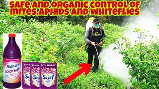 How to Eliminate Mites Aphids and Whiteflies  Cheap and Effective [upl. by Lavery]