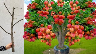 Technique Propagation Lychee tree  how to grow lychee tree fast with Aloe Vera fruits [upl. by Otreblig]