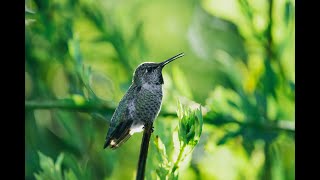 2 hours of relaxing sounds  Annas Hummingbird singing on a branch [upl. by Stubstad545]