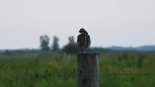 bobwhite quail bird call Illinois [upl. by Angell]