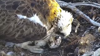 Osprey egg start hatching 🐣  PortLincoln Osprey  Oct 6 2024 [upl. by Wilfred]