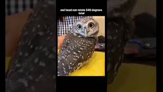 Owl surprising facts science learn wildlife [upl. by Sweet]