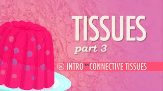 Tissues Part 3  Connective Tissues Crash Course Anatomy amp Physiology 4 [upl. by Yadrahs]