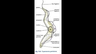 how to draw trypanosoma gambiense [upl. by Nisotawulo]