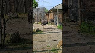 Ostriches can kill a lion with a single strong kick Ostriches outdoorswithfamily londonzoo [upl. by Hulbard]