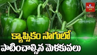 Capsicum Cultivation Guide For Beginners  Capsicum Farming  hmtv Agri [upl. by Kissner549]