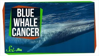 Why Dont All Blue Whales Have Cancer [upl. by Aliuqet69]