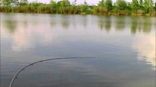 Shimano Speedmaster Heavy Feeder in action  ponty 8kg carp 17 lb [upl. by Clapper]