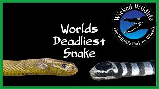 Inland Taipan vs Belchers Sea Snake  Which Is The Worlds Deadliest Snake [upl. by Booth391]