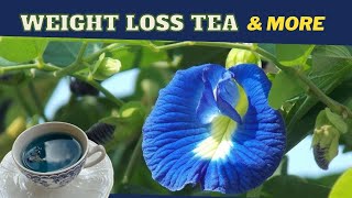 Butterfly Pea Flower Tea Clitoria Ternatea BENEFITS amp RECIPE  Earths Medicine [upl. by Blinni990]