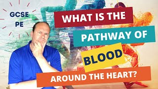 GCSE PE What is the pathway of blood around the heart [upl. by Nosyk]