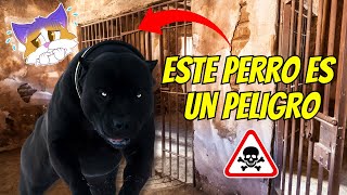 Estos Perros Están Prohibidos en Todo el Mundo [upl. by Rubbico]