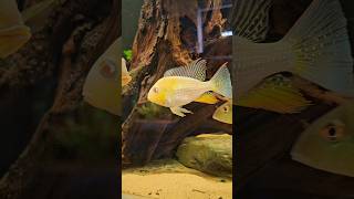 Beautiful ALBINO FISH albino cichlids short [upl. by Ruhtua]