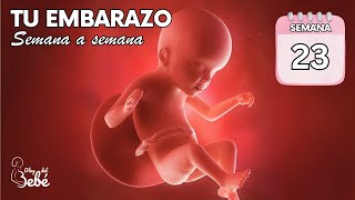 ❤️ Semana 23 de embarazo 🤰 Síntomas consejos y desarrollo del bebé  El embarazo semana a semana [upl. by Atiraj]