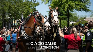 Budweiser Clydesdales  Town of Lexington SC [upl. by Carlyle]