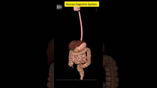 Human Digestive System digestivesystem shorts viral anatomy [upl. by Atela]