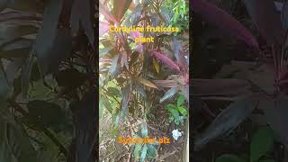 Cordyline fruticosaornamental plant subscribe for more videos school students [upl. by Metah]