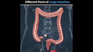 Large Intestine  Digestion amp Absorption [upl. by Aklim854]