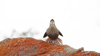 Tapaculo o Tococo Scelorchilus albicollis [upl. by Baptlsta776]