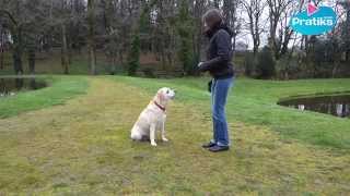 comment apprendre à votre chien à sasseoir  éducation canine [upl. by Reede]