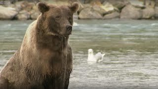 Grizzly Bears Go Hunting  Deadly 60  BBC Earth [upl. by Ardna]