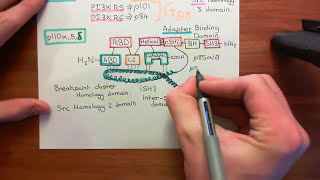 Type 1 Phosphoinositide 3Kinase Enzymes Part 4 [upl. by Divd]