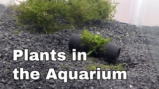 Aquarium Plants  how to attach [upl. by Sassan857]