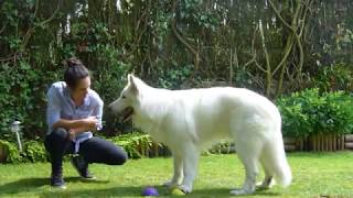 EDUCATION  Tous les tours de Jaïko  chien Berger Blanc Suisse [upl. by Pate382]