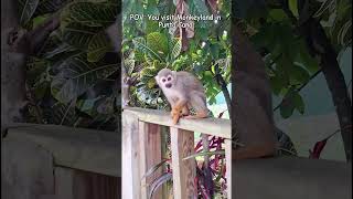 Your bucket list is not complete without Monkeyland monkeyland bucketlist shorts squirrelmonkey [upl. by Vlada345]