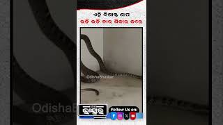 ଏହି ବିଷାକ୍ତ ସାପ ଲମ୍ଫ ମାରି ତାର ଶିକାର କରେ snake shorts ytshorts trending information [upl. by Gaeta]