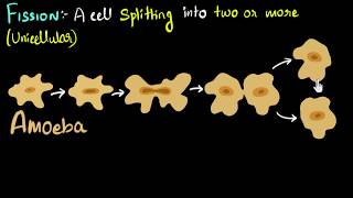 Fission binary amp multiple with examples  How do organisms reproduce  Biology  Khan Academy [upl. by Aietal670]