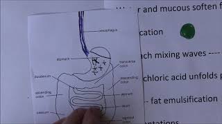 Digestive System Mecahnical and chemical digestion Absorption full lecture [upl. by Hauger]