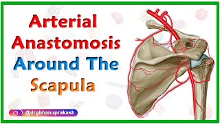 Arterial Anastomosis around the Scapula  Upper limb gross anatomy usmle step 1 videos [upl. by Aikemahs]