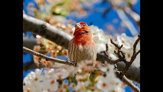 Chirpy little HOUSE FINCH [upl. by Noirret]