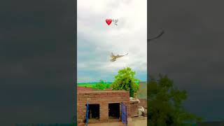 ek shok kabootar bazi ka shortvideo pigeon kabutarbazi shortvideo kabutarfan428 [upl. by Bywoods]