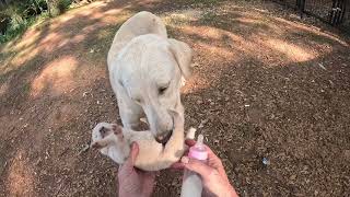 Scarlets new puppy labrador dog puppy [upl. by Rosemonde361]