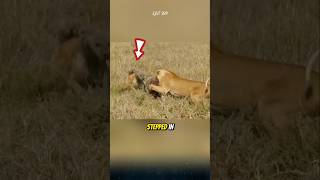 Hyenas help lions hunt and demand a larger share hyena lion animals [upl. by Keelin655]