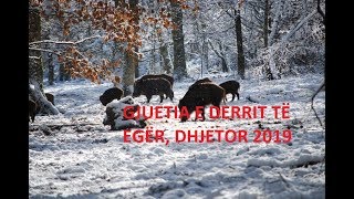 Gjuetia e derrave të egër dhjetor 2019  AIMPOINT [upl. by Riffle]