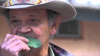 Ossie Cruze Aboriginal Elder Plays Gum Leaf [upl. by Hctim390]