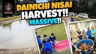 DAINICHI NISAI HARVEST [upl. by Eniarol]