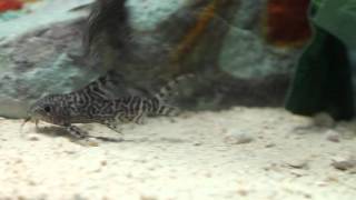 Synodontis euptera [upl. by Rosane]