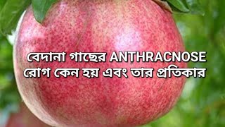 Anthracnose fungus l বেদনা গাছের বিভিন্ন রোগের প্রতিকার ও যত্ন। । [upl. by Gnet]