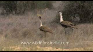 Great Indian Bustard pair in Indian desert [upl. by Sissie]