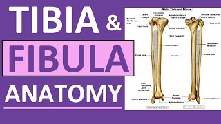 Tibia and Fibula Anatomy of Leg Bones  Anatomy amp Physiology [upl. by Aivek]